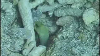 JAWFISH BUILDS REFUGE