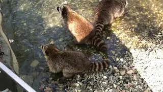Waschb&auml;ren im Wildpark Kn&uuml;ll