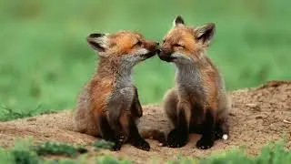 Lamya - Foxes In Boxes (2004)