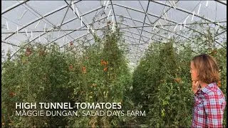 High Tunnel Tomatoes at Salad Days Farm
