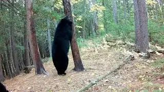 Mitten Trail Cams Ep. 15: A Trail Through the Forest.