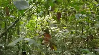 23km Jungle trekking in Cardamom Mountain - Cambodia Unmarked Destination Trip