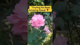 &ldquo;Rose Plant Result After Pruning 🌹 New Buds & Fresh Leaves Growth Update