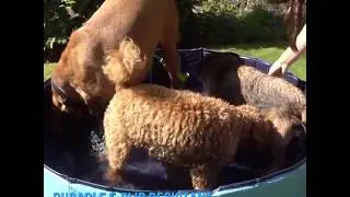 Portable Dog Pool