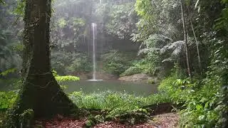 No Copyright Music] Sleep Sounds: rain in the forest