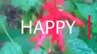 MOST BEAUTIFULL FLOWERS IN NORTHEAST (INDIA)