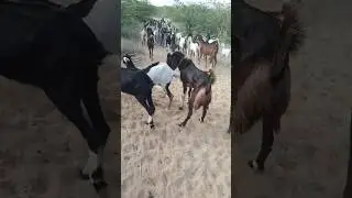 The goat is having fun with the group