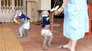 Mom Training Monkey DouDou Walking