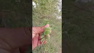 التنضب و السداد و الشنطب Capparis decidua (Forssk.) Edgewاشجار روضة خريم