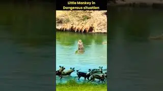 Little Monkey in Dangerous situation #animalshorts #animal #monkey#monkeyvideos#monkeys#shorts