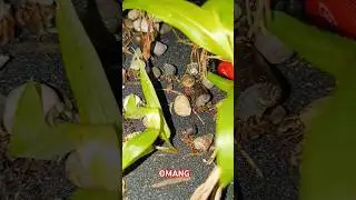 OMANG #shorts #short #nature #sea #life #asmr #shortvideo #youtubeshorts #environment