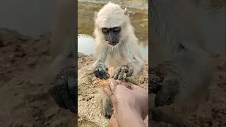 wow langoor amazing jump karta hai || monkey video || #ldcrazy #funny #trending #monkey #shorts