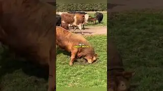 This bull sees the cows for the first time! #shorts