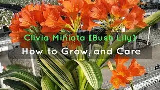 Clivia Miniata (Bush Lily): How to Grow, and Care