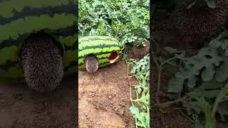 S&uuml;&szlig;er Igel-Dieb wird erwischt! 🥹🦔 #shorts