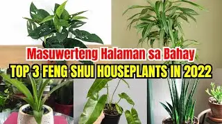 Top 3 Feng Shui Houseplants in 2022 (Pampaswerteng Halaman sa Bahay)