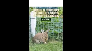 Deer & Rabbit Proof Plants and Repellents