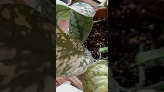 Fall is here indoor plants are changing it&rsquo;s colors too #indooindoors #indoorplants #shortvideo #fyp
