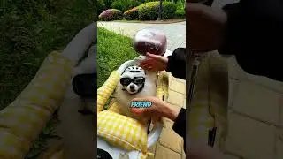 Cute Dogs New Ride❤️ #shorts  #wholesome  #mademesmile  #funnyanimals  #dogs