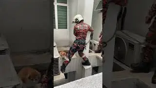 Brave Firefighters Rescue Cat from High Rise!