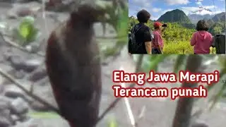 Elang Jawa Kian Langka dan Eloknya Merapi Dari Bukit 76
