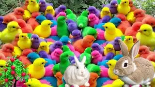 Ayam Lucu,ayam warna warni terbaru,ayam rainbow,kelinci lucu dan bebek imut !!