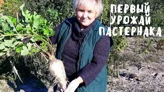 ПАСТЕРНАК. ПЕРВЫЙ СБОР УРОЖАЯ. Обзор грядок. Мой опыт.