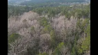 Beautiful, Secluded & Peaceful 20-Acres in Monroe County, Alabama