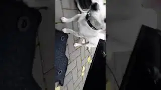Jack Russel (Maylo) will mit Staubsauger spielen