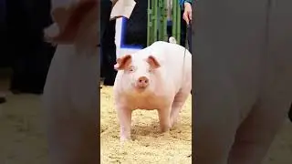 Greta may look Cute but she has a dark side! The hardest breed of pigs 2 train #pigs #showpigs