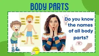 Do You Know All Body Parts in English in Singular and Plural? English Vocabulary, Talking Flashcards