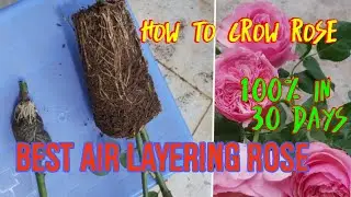 How to grow rose, best air Layering.. very easy , 100% have roots