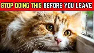 20 ошибок, которых следует избегать, оставляя кошку дома одну