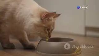 Why Your Cat Steals Your Seat: The Feline Conspiracy!