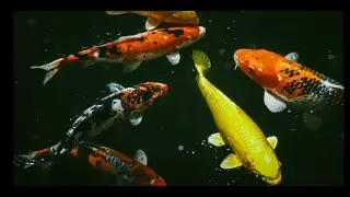 SHUBUNKINS, YELLOW COMET GOLDFISH MIXED #emzlei