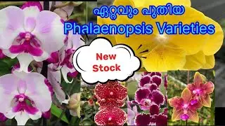 Phalaenopsis new stock update / Variety and novelty Phalaenopsis sale / orchid sale