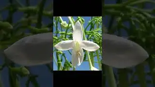 The Supreme 22, The Transformative Experiences of Sweet Mother 1 - பரம்பொருள் 22  - The Supreme 22