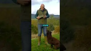 Шоколадные лабрадоры #собаки #дрессировкасобак #лабрадор