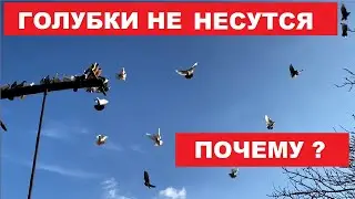 Почему голубки не несут яйца. Несколько факторов влияющих на яйцекладку голубок