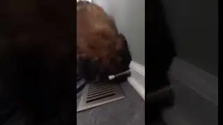 Teddy vs. the door stopper