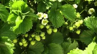 Erdbeeren bei Obstbau Winkler in Gustenfelden