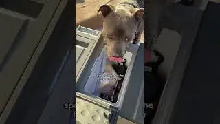 I got this portable fridge for my dogs food #portablefridge #dogmom #doglover #camping