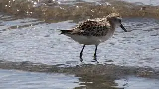 Little Stint , Gambecchio (Calidris minuta)