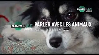 Parler avec les animaux (un documentaire sur PLAN&Egrave;TE+ A&E)