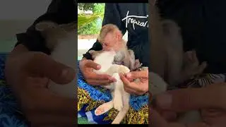 The cutest moment when TOMO kiss kitty #shorts #babymonkey #kitty #cutest