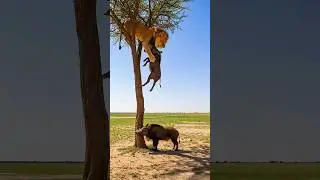Boar save Its Friend! #boar #lion #save #animalsave #wildnature #lionHunt #Animal_fight
