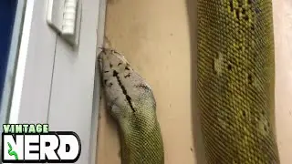 Golden Child Platinum Reticulated Python