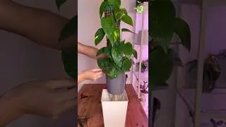 Growing POTHOS for 5 Months&hellip;. #thegreenearth #pothos #plants