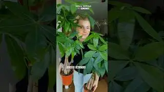 Пахира Акватика в наличии в Жизнь Зелёных #нижнийновгород  #пахира #растения