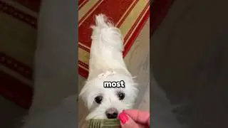 This Dog Has its Own Theme Song! (@daisydog.maltese)